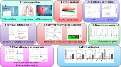 Identification of Survival-Associated Gene Signature in Lung Cancer Coexisting With COPD